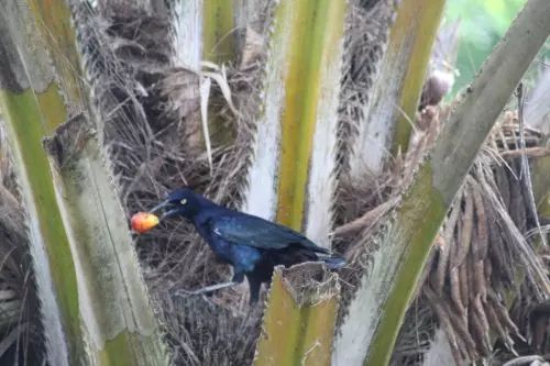 Palenque-Diebischer Vogel.JPG