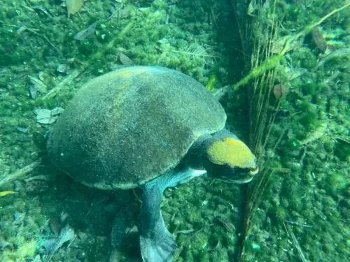 Cenote Santa Cruz Tulum-Schildkröte.jpg