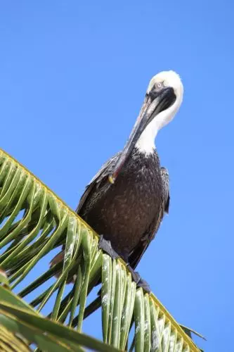 Sian Ka`an-Pelican.JPG