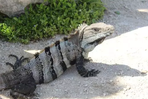 Tulum-Leguan.JPG